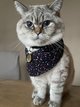 Saillie British Shorthair seal golden shaded point