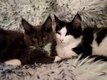 Maine coon
