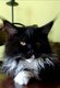 Maine coon