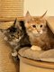 Magnifiques Maine Coons disponibles