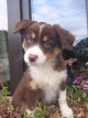 Chiots Berger Australien
