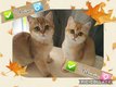 Chatons British Shorthair Black Golden disponibles