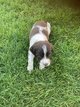 A rserv, chiots springer spaniel
