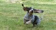 Unique en Belgique  bebes bassets bleus de...