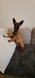 Chiots avec pedigree