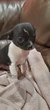 Superbes chiots chihuahuas