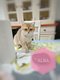 Chatons British Shorthair - golden chinchilla &...