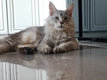 Maine Coon garon