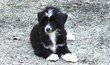 Chiens chinois Top Model De Rama