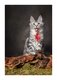 Maine coon-kittens
