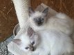 Chatons sacrs de Birmanie