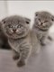 Chatons Scottish fold