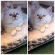 Chaton Sacr de Birmanie