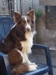 Replacement Border Collie Compagnie ( cessation...