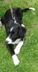 Replacement Compagnie Border Collie (F)