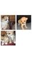 Chiots chihuahua pure race