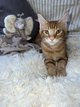 Chaton maine coon