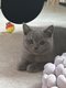 Magnifique British Shorthair /Longhair