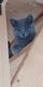 Magnifiques Chatons Chartreux  disponibles Aot...