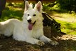 ❤️Adorable Berger Blanc Suisse...