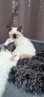 Chatons sacr de Birmanie disponibles