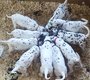 Chiots Dalmatien . Elevage familiale agre