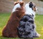 Bergers australiens levs en famille