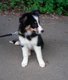 Adorables Border Collie d levage