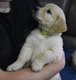 Magnifiques chiots Golden Retriever 2023