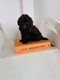 Superbes chiots Caniche de couleur chocolat
