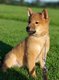 Superbes Shibas Inu