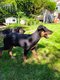 Beauceron