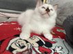 Sacr Birmanie