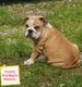 Bulldog Anglais pdigre FCI - 2 chiots...