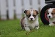 Welsh Corgi Pembroke chiots . Elevage Belge.