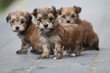 Boomer, crois Bichon Maltais