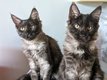 Chatons maine coon