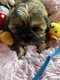 Chiots Shih-tzu disponibles de suite levage...