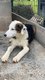 Chiots border collie tricolores
