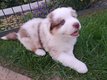 Chiots berger australien