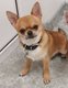 Chihuahua mle avec pdigre LOSH