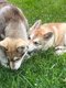 Chiot femelle 5 mois