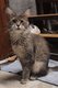 Jeunes femelles maine coon
