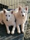 Chiot berger blanc suisse dispo de suite