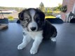 Superbe porte de Border Collie