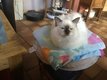 Chatons sacr de birmanie
