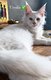 Magnifique chatons maine Coon lignee shaded