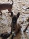 Chiots malinois disponible de suite