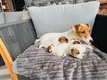 Superbe porte de Jack Russell