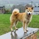 Femelle Shiba Inu de rforme de 3,5 ans